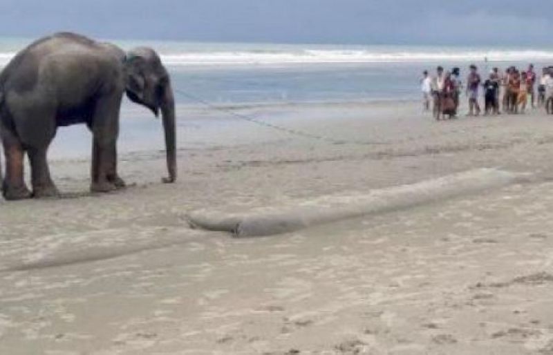 2 elephants that crossed from Myanmar rescued from Bay-a68e5698763d8cd971152c470896318a1625075380.jpg